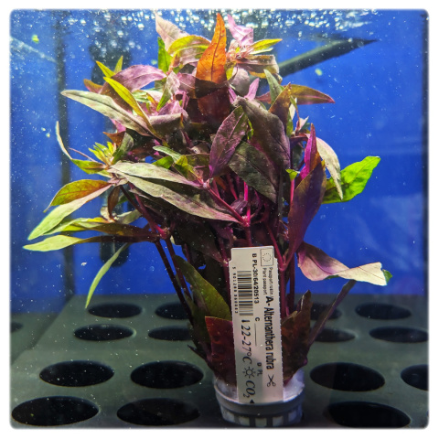 Alternanthera Rubra, koszyk XXL – intensywnie czerwona roślina akwariowa