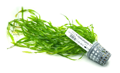 Vallisneria portugalensis, koszyk XXL – skrętnolistny wysoki nurzaniec