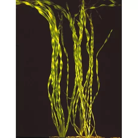 Vallisneria portugalensis, koszyk XXL – skrętnolistny wysoki nurzaniec