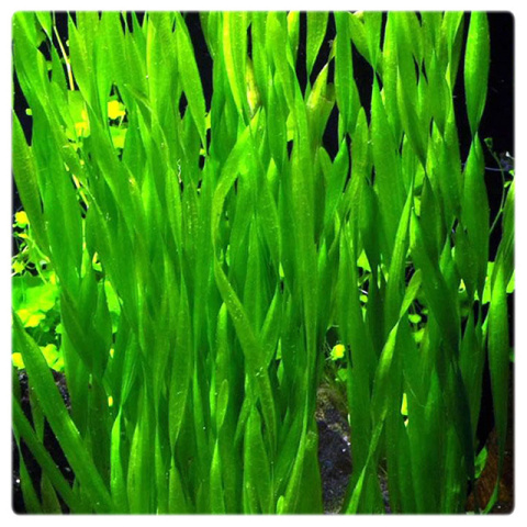 Vallisneria portugalensis, koszyk XXL – skrętnolistny wysoki nurzaniec