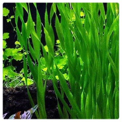 Vallisneria portugalensis, koszyk XXL – skrętnolistny wysoki nurzaniec