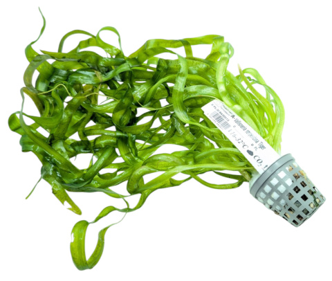 Vallisneria serpentina 'Tiger', koszyk XXL – spiralny tygrysi nurzaniec