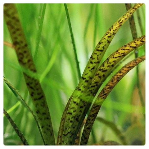 Vallisneria serpentina 'Tiger', koszyk XXL – spiralny tygrysi nurzaniec