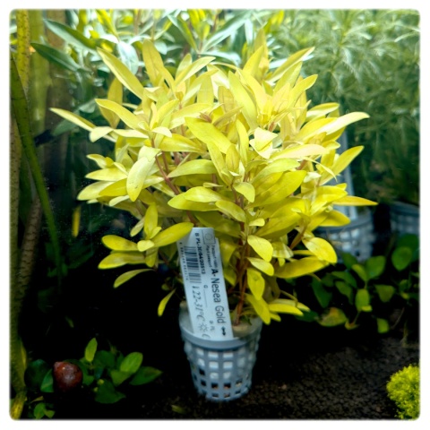 Nesaea gold, koszyk XXL – Piękna złocista roślina na środek i tył akwarium