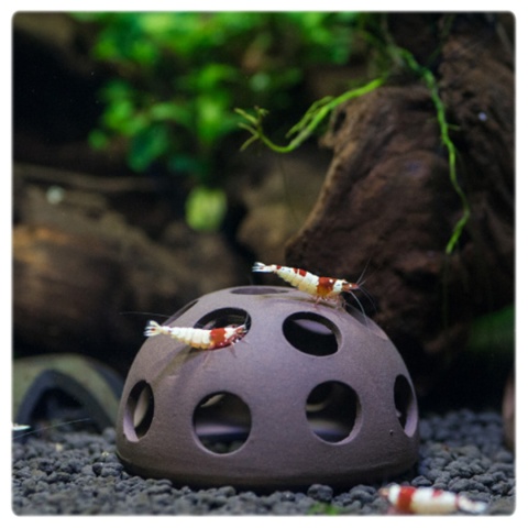 ProGrow Ceramic Cave BB-309 – grota z otworami dla krewetek 6x6x3,5 cm