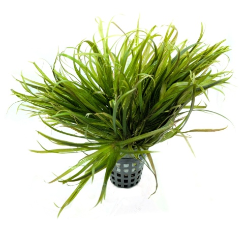 Blyxa japonica, koszyk XXL – trawiasta roślina na pierwszy plan