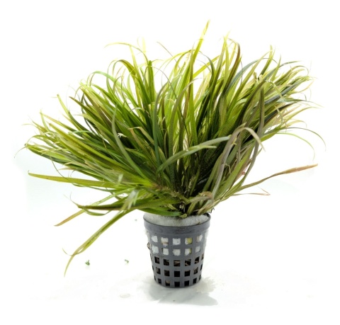 Blyxa japonica, koszyk XXL – trawiasta roślina na pierwszy plan