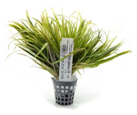 Blyxa japonica, koszyk XXL – trawiasta roślina na pierwszy plan