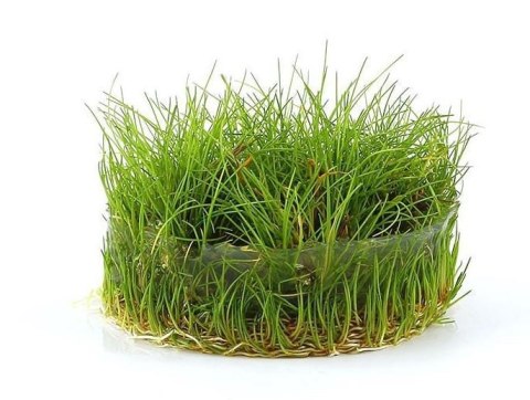 Eco Plant - Eleocharis Parvula - InVitro mały kubek