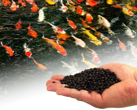 Glopex Koi Premium 6,0 mm 1kg, pływający granulat pokarm dla ryb w oczku