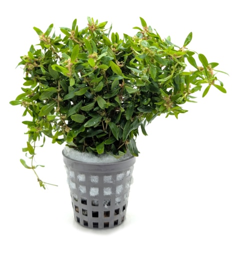 Didiplis diandra, koszyk XXL – drobnolistna łodygowa, czerwony akcent