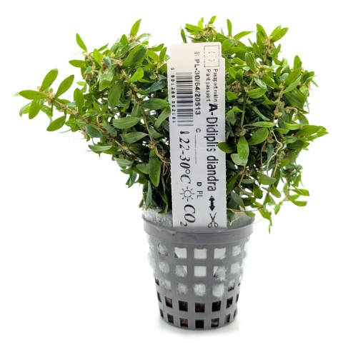 Didiplis diandra, koszyk XXL – drobnolistna łodygowa, czerwony akcent