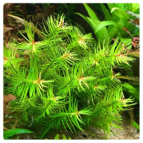 Didiplis diandra, koszyk XXL – drobnolistna łodygowa, czerwony akcent