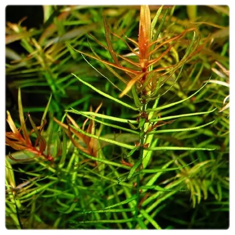 Didiplis diandra, koszyk XXL – drobnolistna łodygowa, czerwony akcent