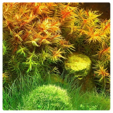 Didiplis diandra, koszyk XXL – drobnolistna łodygowa, czerwony akcent