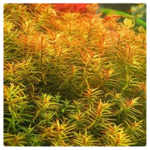 Didiplis diandra, koszyk XXL – drobnolistna łodygowa, czerwony akcent