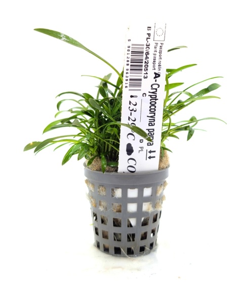 Cryptocoryne parva, koszyk XXL – żabienica drobna, roślina na przód akwarium