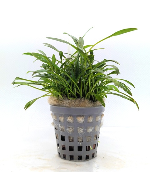 Cryptocoryne parva, koszyk XXL – żabienica drobna, roślina na przód akwarium