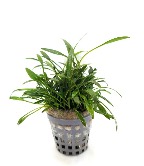 Cryptocoryne parva, koszyk XXL – żabienica drobna, roślina na przód akwarium