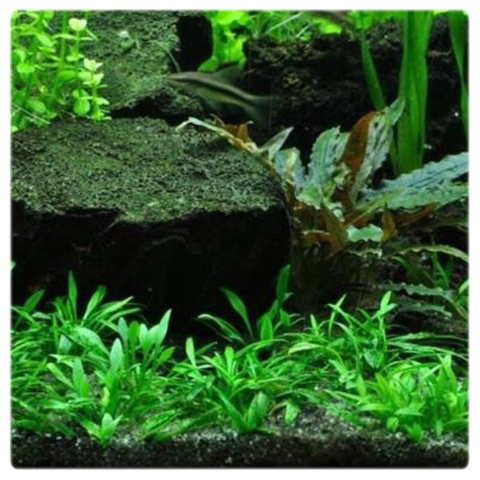 Cryptocoryne parva, koszyk XXL – żabienica drobna, roślina na przód akwarium