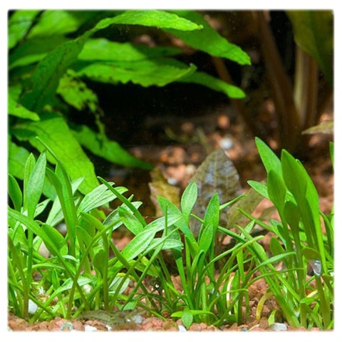 Cryptocoryne parva, koszyk XXL – żabienica drobna, roślina na przód akwarium