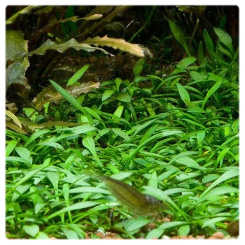 Cryptocoryne parva, koszyk XXL – żabienica drobna, roślina na przód akwarium
