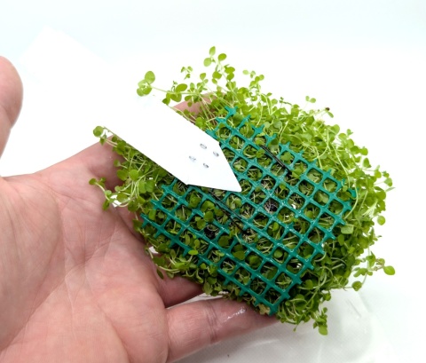 Micranthemum Monte Carlo 7x7 cm – gotowy trawnik akwariowy na siatce