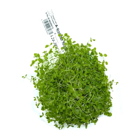 Micranthemum Monte Carlo 7x7 cm – gotowy trawnik akwariowy na siatce