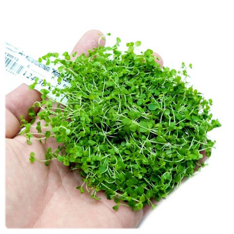 Micranthemum Monte Carlo 7x7 cm – gotowy trawnik akwariowy na siatce