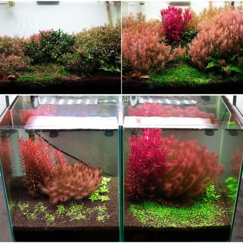 Neo Soil Plant No CO2 3 l – podłoże aktywne do akwarium roślinnego