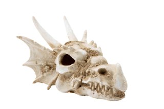 R206 ozdoba terrarium czaszka smok