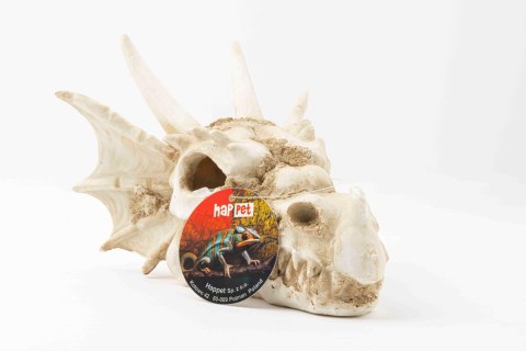 R206 ozdoba terrarium czaszka smok