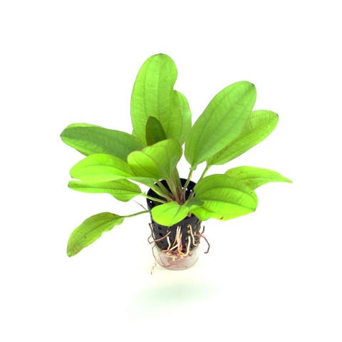 Echinodorus Kleiner Bar, koszyk – żabienica do akwarium czerwień i brąz