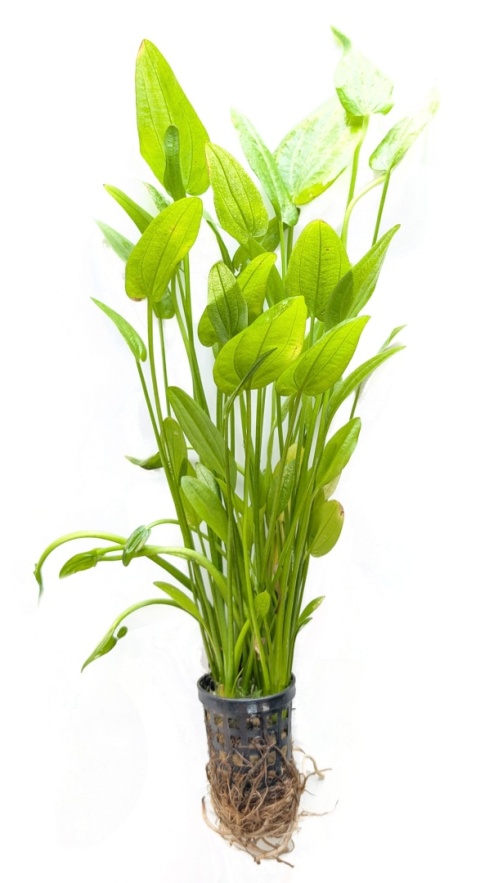 Echinodorus Species, koszyk – duża żabienica na środek i tył akwarium