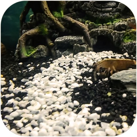 Eco Plant Black River 1 kg – czarny żwirek akwarystyczny 2–4 mm, antyglonowy