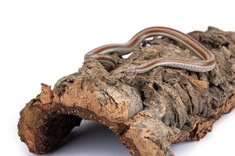 Kora dębu korkowego – naturalne płaty, tuby i mostki do terrarium