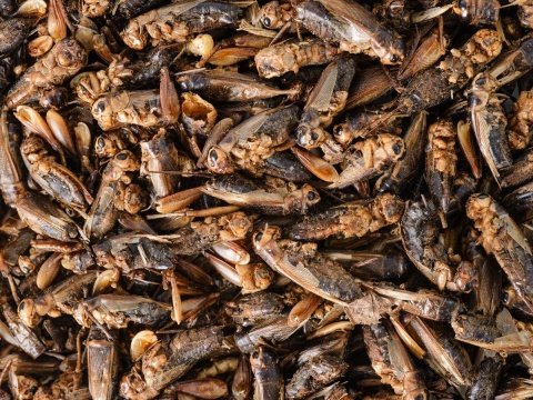 Tropical Crickets 250ml/25g – suszone świerszcze dla gadów i ryb