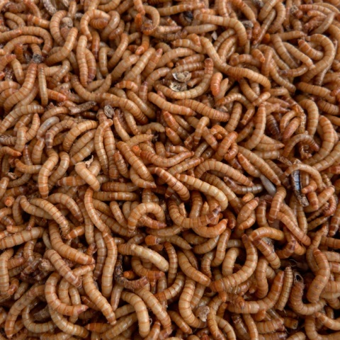 Tropical Meal Worms 100ml/13g – suszone larwy mącznika młynarka dla gadów