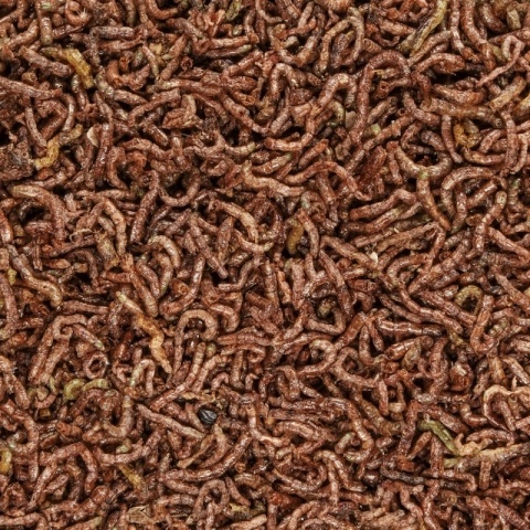 Tropical FD Blood Worms 100ml/7g – liofilizowana ochotka dla gadów i płazów