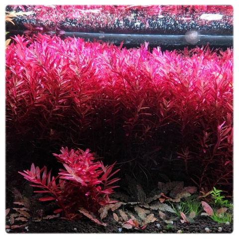 183. Rotala sp. 'Blood Red' rubinowa rotala, porcja in vitro, 5-10 sadzonek