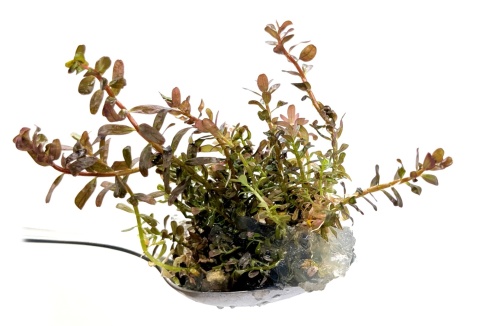 183. Rotala sp. 'Blood Red' rubinowa rotala, porcja in vitro, 5-10 sadzonek