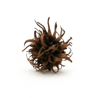 Hexennuss 5-10 cm – naturalna ozdoba do krewetkarium, garbniki, schronienie