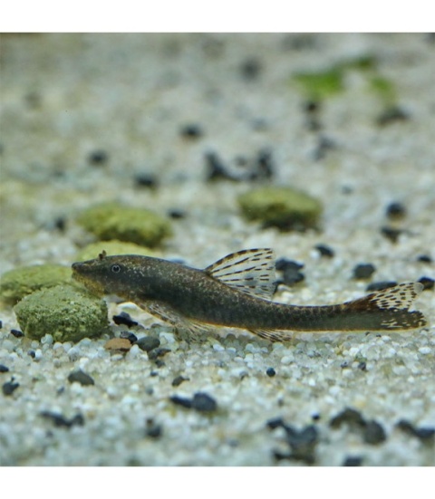 JBL PRONOVO PLECO WAFER M 100ml/53g – pokarm z drewnem dla glonojadów