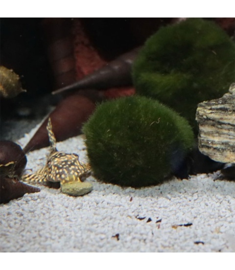 JBL PRONOVO PLECO WAFER M 100ml/53g – pokarm z drewnem dla glonojadów