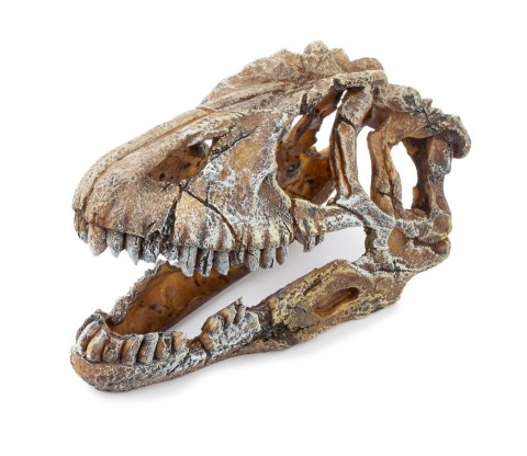 Happet U714 – ozdoba czaszka dinozaura 23 cm do akwarium i terrarium
