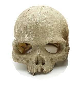 Reptile Nova Dekoracja do terrarium rozmiar 11x14cm Trupia czaszka