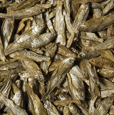 Tropical Dried Fish 250 ml/35 g – suszone ryby dla żółwi, ryb i kotów