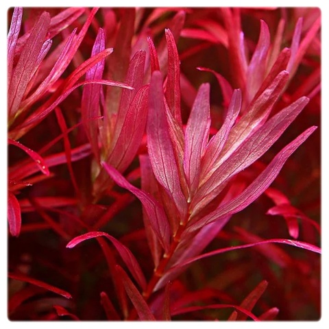 Rotala sp. 'Blood Red' rubinowa rotala, kubek 10cm in vitro