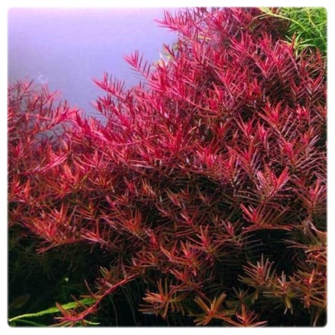 Rotala sp. 'Blood Red' rubinowa rotala, kubek 10cm in vitro