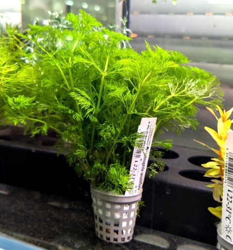 Limnophila sessiliflora, koszyk XXL – szybki wzrost i zero problemów